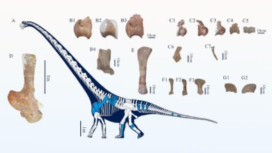 Fossil remains of Tongnanlong zhimingi. Image credit: Wei et al., doi: 10.1038/s41598-025-09796-0.