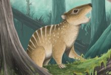 New Species of Multituberculate Mammal Discovered in UK