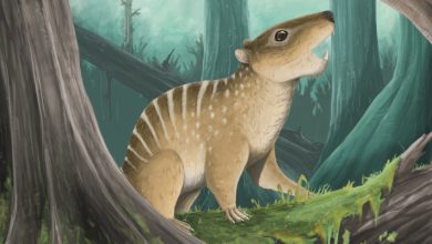 New Species of Multituberculate Mammal Discovered in UK