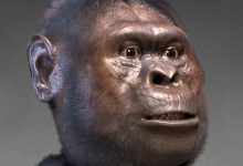 Australopithecus Males Were Much Larger than Females, Paleoanthropologist Says