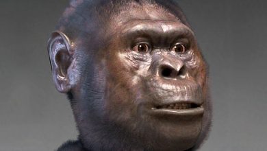 Australopithecus Males Were Much Larger than Females, Paleoanthropologist Says