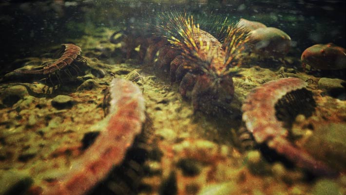 Long-Misidentified Fossil is First Known Nonmarine Lobopodian, Paleontologists Say