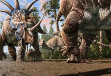 A herd of ceratopsians (Styracosaurus albertensis) accompanied by an ankylosaur (Euplocephalus tutus) walk through an old river channel under the watchful eyes of two tyrannosaurs (Gorgosaurus libratus). Image credit: Julius Csotonyi.