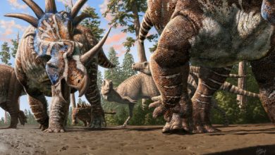 A herd of ceratopsians (Styracosaurus albertensis) accompanied by an ankylosaur (Euplocephalus tutus) walk through an old river channel under the watchful eyes of two tyrannosaurs (Gorgosaurus libratus). Image credit: Julius Csotonyi.