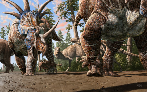 A herd of ceratopsians (Styracosaurus albertensis) accompanied by an ankylosaur (Euplocephalus tutus) walk through an old river channel under the watchful eyes of two tyrannosaurs (Gorgosaurus libratus). Image credit: Julius Csotonyi.
