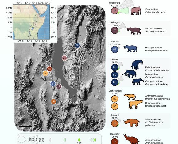 The Turkana Basin within the East African Rift System preserves fossil assemblages that date back more than 66 million years; Green et al. collected powdered samples for paleoproteomic analysis from the dense interiors of enamel from large herbivores from the Early Pleistocene back to the Oligocene (29 million years). Image credit: Green et al., doi: 10.1038/s41586-025-09040-9.