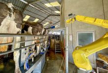 Robôs automatizam a saúde de vacas leiteiras