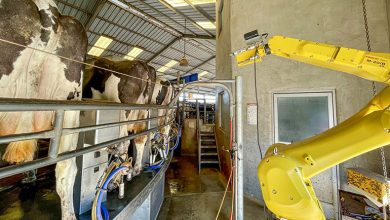 Robôs automatizam a saúde de vacas leiteiras