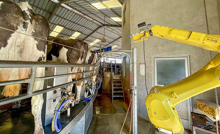 Robôs automatizam a saúde de vacas leiteiras