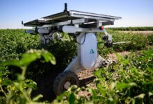 AI substitui agrotóxicos e mão de obra na agricultura