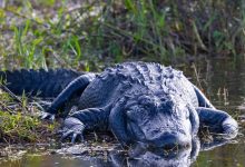 TikToker cria site de tour falso de 'Alligator Alcatraz'