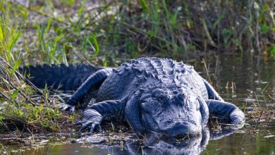 TikToker cria site de tour falso de 'Alligator Alcatraz'