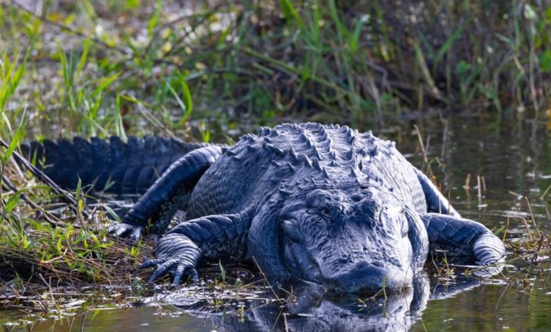 TikToker cria site de tour falso de 'Alligator Alcatraz'