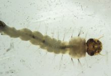 Brasil inaugura biofábrica de mosquitos para pesquisa de saúde