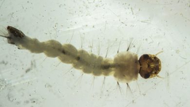 Brasil inaugura biofábrica de mosquitos para pesquisa de saúde