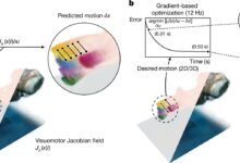Deep learning ensina robôs bioinspirados a se mover com câmera