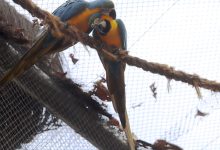 Zoológico do Rio fecha após morte de aves e pesquisa avança