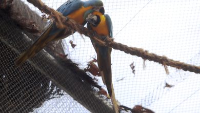 Zoológico do Rio fecha após morte de aves e pesquisa avança