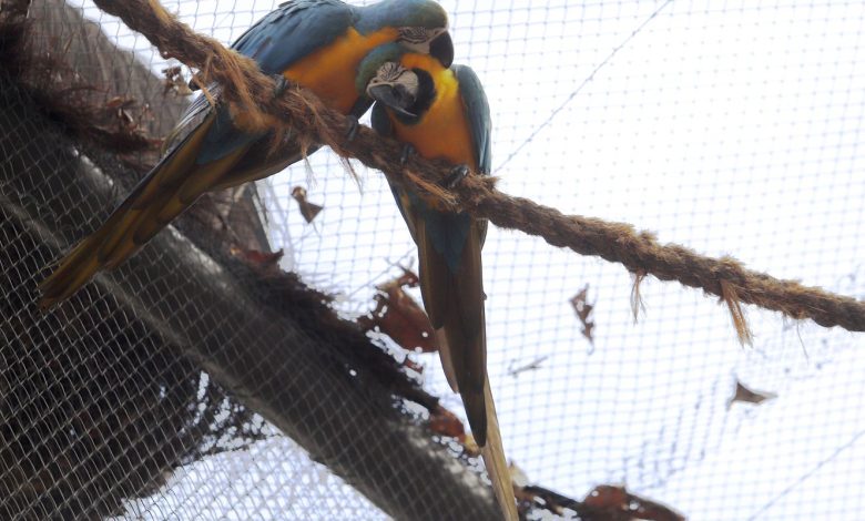 Zoológico do Rio fecha após morte de aves e pesquisa avança