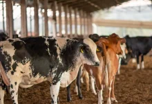 ANVISA investiga morte de animais por vacina Excell 10