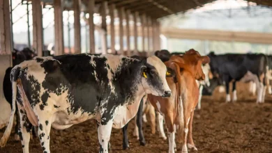 ANVISA investiga morte de animais por vacina Excell 10
