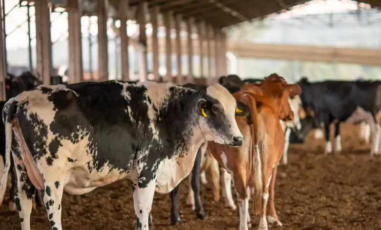 ANVISA investiga morte de animais por vacina Excell 10