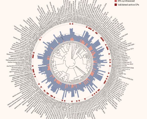 Torres et al. synthesized 80 archaeasins, 93% of which showed antimicrobial activity in vitro against Acinetobacter baumannii, Escherichia coli, Klebsiella pneumoniae, Pseudomonas aeruginosa, Staphylococcus aureus and Enterococcus spp. Image credit: Torres et al., doi: 10.1038/s41564-025-02061-0.