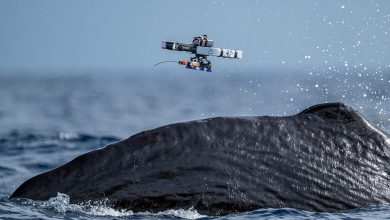 Drones do Project CETI marcam baleias de forma humanitária