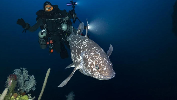 Scientists Capture Rare Images of Indonesian Coelacanth