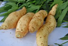 ‘Tanzania’ sweetpotato variety. Image credit: Benard Yada, National Crops Resources Research Institute in Uganda.