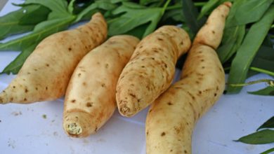 ‘Tanzania’ sweetpotato variety. Image credit: Benard Yada, National Crops Resources Research Institute in Uganda.