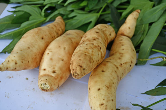 ‘Tanzania’ sweetpotato variety. Image credit: Benard Yada, National Crops Resources Research Institute in Uganda.