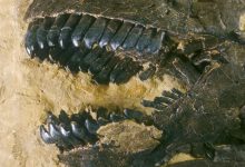 The fossilized teeth of Camarasaurus from the Morrison Formation in the United States. Image credit: Sauriermuseum Aathal.
