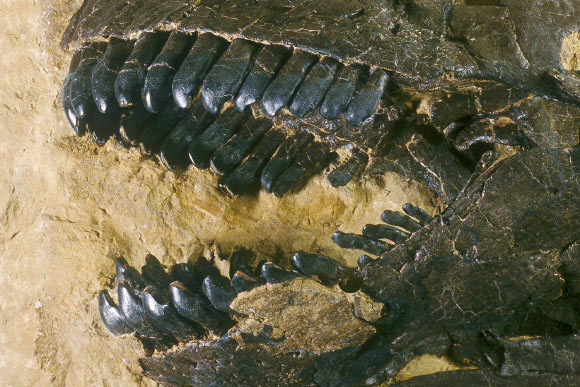 The fossilized teeth of Camarasaurus from the Morrison Formation in the United States. Image credit: Sauriermuseum Aathal.
