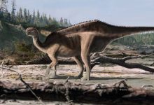 Iguanodontian Dinosaur from Early Cretaceous Had Striking Back Sail