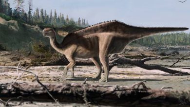 Iguanodontian Dinosaur from Early Cretaceous Had Striking Back Sail