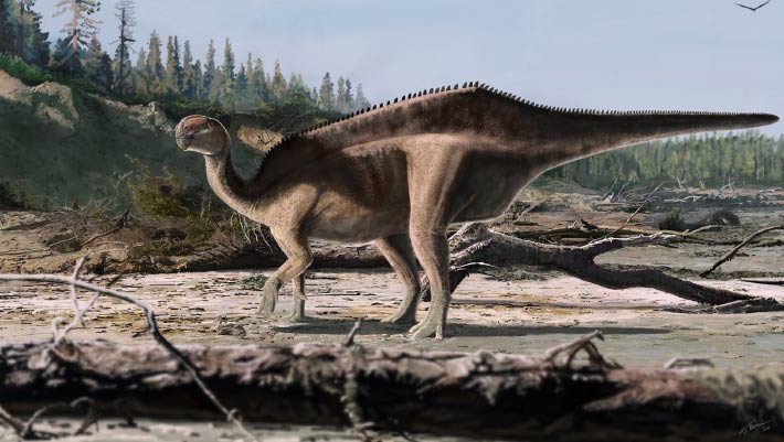 Iguanodontian Dinosaur from Early Cretaceous Had Striking Back Sail