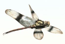 Cordualadensa acorni. Image credit: Alex Anderson.