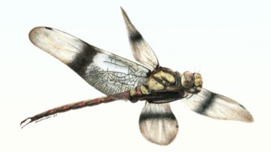 Cordualadensa acorni. Image credit: Alex Anderson.