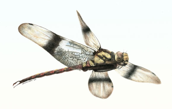 Cordualadensa acorni. Image credit: Alex Anderson.