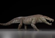 Life reconstruction of Kostensuchus atrox. Image credit: Gabriel Diaz Yanten.