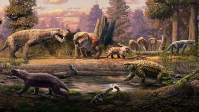 New Fossils from Tanzania and Zambia Shed Light on End-Permian Mass Extinction