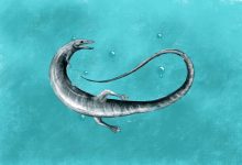 Pleurosaurus, a remarkable, long-bodied swimming rhynchocephalian that lived during the Late Jurassic epoch, some 150 million years ago, in what is now Germany. Image credit: Roberto Ochoa.