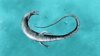 Pleurosaurus, a remarkable, long-bodied swimming rhynchocephalian that lived during the Late Jurassic epoch, some 150 million years ago, in what is now Germany. Image credit: Roberto Ochoa.