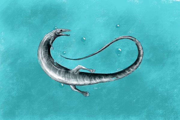 Pleurosaurus, a remarkable, long-bodied swimming rhynchocephalian that lived during the Late Jurassic epoch, some 150 million years ago, in what is now Germany. Image credit: Roberto Ochoa.