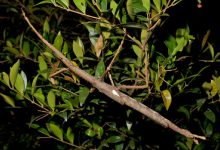 New Species of Giant Stick Insect Discovered in Australia