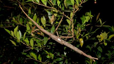 New Species of Giant Stick Insect Discovered in Australia