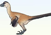 New Bird-Like Dinosaur from Mongolia Had Extremely Robust Hands