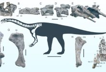 Reconstructed skeleton and representative bones of Wudingloong wui. Individual scale bars - 5 cm. Scale bar of the reconstructed skeleton - 50 cm. Image credit: Wang et al., doi: 10.1038/s41598-025-12185-2.