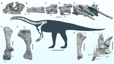 Reconstructed skeleton and representative bones of Wudingloong wui. Individual scale bars - 5 cm. Scale bar of the reconstructed skeleton - 50 cm. Image credit: Wang et al., doi: 10.1038/s41598-025-12185-2.